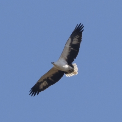 Haliaeetus leucogaster (White-bellied Sea-Eagle) at Michelago, NSW - 1 May 2021 by Illilanga