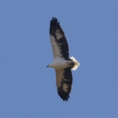 Haliaeetus leucogaster at Illilanga & Baroona - 1 May 2021