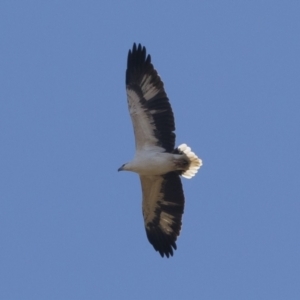 Haliaeetus leucogaster at Illilanga & Baroona - 1 May 2021