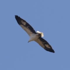 Haliaeetus leucogaster at Illilanga & Baroona - 1 May 2021