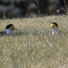 Vanellus miles (Masked Lapwing) at Higgins, ACT - 11 Nov 2023 by AlisonMilton