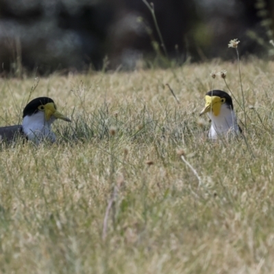 Vanellus miles (Masked Lapwing) at Higgins, ACT - 10 Nov 2023 by AlisonMilton