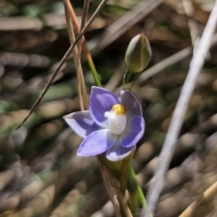 Thelymitra sp. (pauciflora complex) (Sun Orchid) at Captains Flat, NSW - 11 Nov 2023 by Csteele4