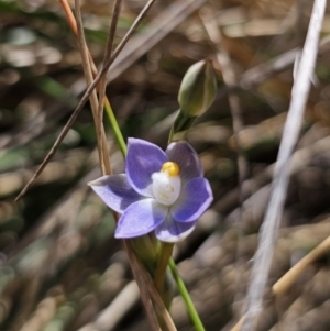 Thelymitra sp. (pauciflora complex) at QPRC LGA - suppressed