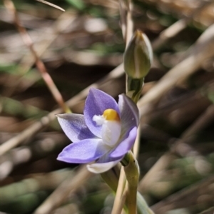 Thelymitra sp. (pauciflora complex) at QPRC LGA - suppressed