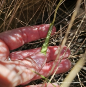 Thelymitra sp. (pauciflora complex) at QPRC LGA - suppressed