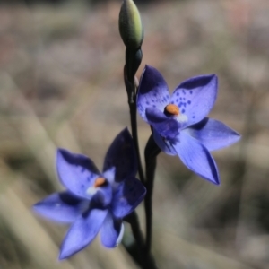 Thelymitra x truncata at QPRC LGA - suppressed