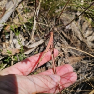 Thelymitra x truncata at QPRC LGA - suppressed