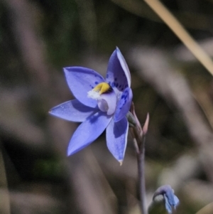 Thelymitra simulata at QPRC LGA - 11 Nov 2023