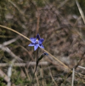 Thelymitra simulata at QPRC LGA - 11 Nov 2023