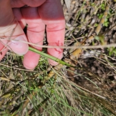 Thelymitra simulata at QPRC LGA - 11 Nov 2023