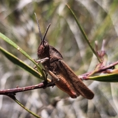 Goniaea australasiae (Gumleaf grasshopper) at QPRC LGA - 11 Nov 2023 by Csteele4