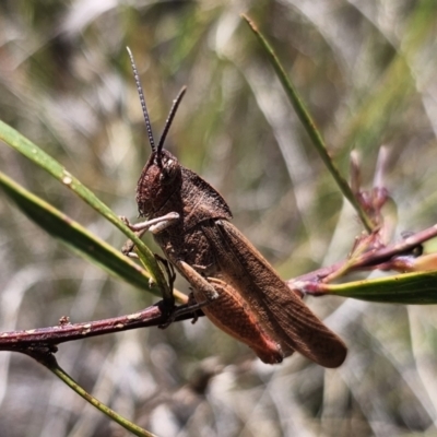 Goniaea australasiae (Gumleaf grasshopper) at Captains Flat, NSW - 11 Nov 2023 by Csteele4
