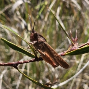 Goniaea australasiae at QPRC LGA - 11 Nov 2023