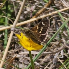 Pasma tasmanica (Two-spotted Grass-skipper) at QPRC LGA - 11 Nov 2023 by Csteele4