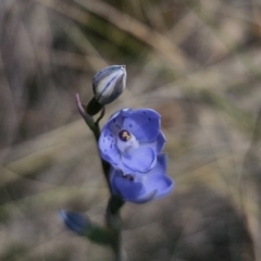 Thelymitra juncifolia (Dotted Sun Orchid) at QPRC LGA - 11 Nov 2023 by Csteele4