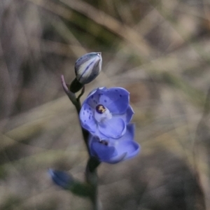 Thelymitra juncifolia at QPRC LGA - 11 Nov 2023