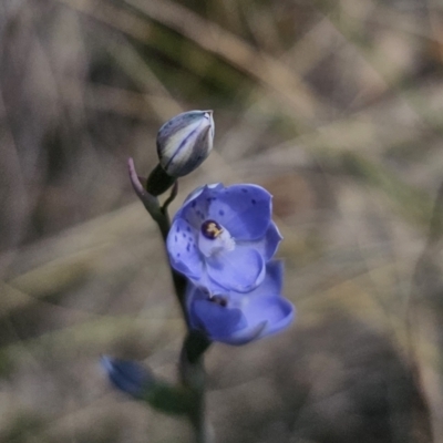 Thelymitra juncifolia (Dotted Sun Orchid) at QPRC LGA - 11 Nov 2023 by Csteele4