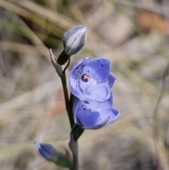 Thelymitra juncifolia at QPRC LGA - 11 Nov 2023