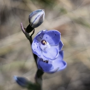 Thelymitra juncifolia at QPRC LGA - 11 Nov 2023