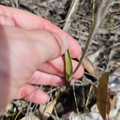 Thelymitra juncifolia at QPRC LGA - 11 Nov 2023