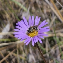 Lasioglossum (Chilalictus) sp. (genus & subgenus) (Halictid bee) at QPRC LGA - 11 Nov 2023 by Csteele4