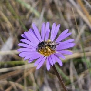 Lasioglossum (Chilalictus) sp. (genus & subgenus) at QPRC LGA - 11 Nov 2023