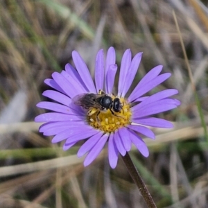 Lasioglossum (Chilalictus) sp. (genus & subgenus) at QPRC LGA - 11 Nov 2023