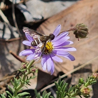 Villa sp. (genus) (Unidentified Villa bee fly) at Cuumbeun Nature Reserve - 11 Nov 2023 by Csteele4