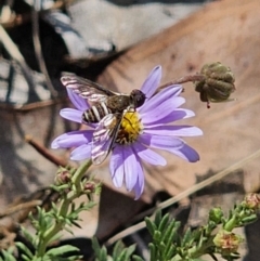 Villa sp. (genus) (Unidentified Villa bee fly) at QPRC LGA - 11 Nov 2023 by Csteele4