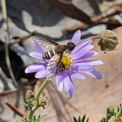 Villa sp. (genus) at QPRC LGA - 11 Nov 2023 02:34 PM