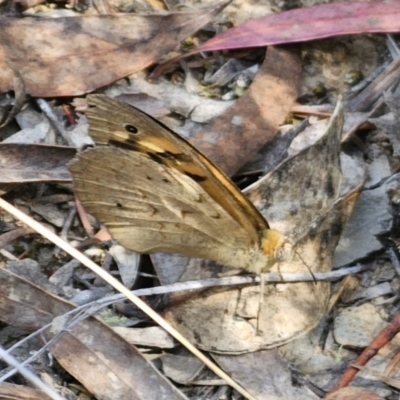 Heteronympha merope (Common Brown Butterfly) at QPRC LGA - 11 Nov 2023 by Csteele4