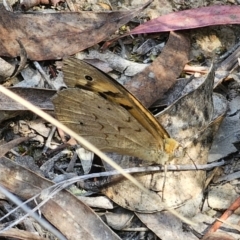 Heteronympha merope at QPRC LGA - 11 Nov 2023 02:43 PM