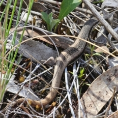 Morethia boulengeri (Boulenger's Skink) at Cuumbeun Nature Reserve - 11 Nov 2023 by Csteele4