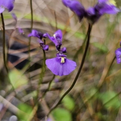 Utricularia dichotoma (Fairy Aprons, Purple Bladderwort) at Hereford Hall, NSW - 10 Nov 2023 by Csteele4