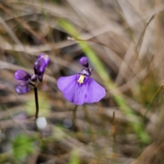 Utricularia dichotoma at QPRC LGA - suppressed