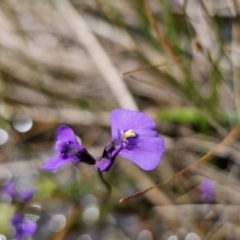 Utricularia dichotoma at QPRC LGA - 10 Nov 2023