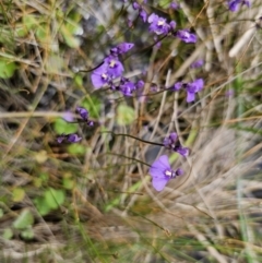 Utricularia dichotoma at QPRC LGA - 10 Nov 2023