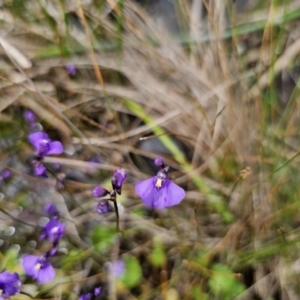 Utricularia dichotoma at QPRC LGA - 10 Nov 2023