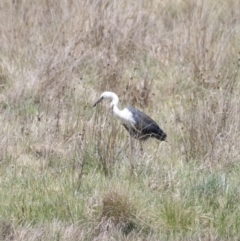 Ardea pacifica (White-necked Heron) at Kosciuszko National Park - 11 Nov 2023 by JimL