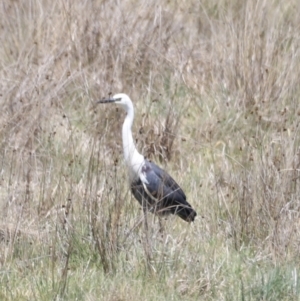 Ardea pacifica at Kosciuszko National Park - 11 Nov 2023 12:48 PM