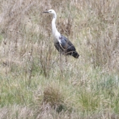 Ardea pacifica at Kosciuszko National Park - 11 Nov 2023 12:48 PM