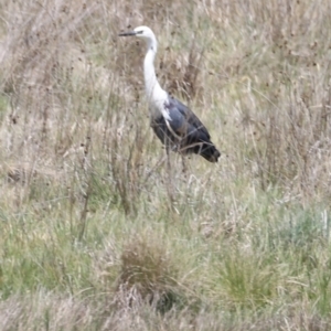 Ardea pacifica at Kosciuszko National Park - 11 Nov 2023