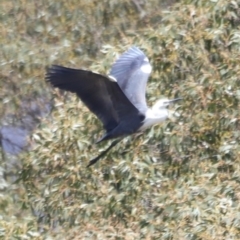 Ardea pacifica at Kosciuszko National Park - 11 Nov 2023