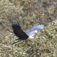 Ardea pacifica at Kosciuszko National Park - 11 Nov 2023 12:48 PM