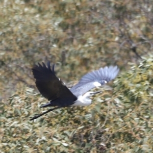 Ardea pacifica at Kosciuszko National Park - 11 Nov 2023