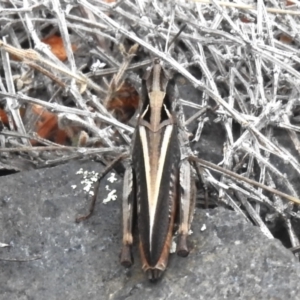 Cryptobothrus chrysophorus at Namadgi National Park - 10 Nov 2023