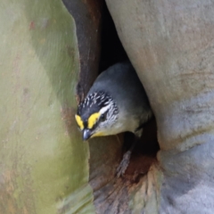 Pardalotus striatus at Kosciuszko National Park - 11 Nov 2023