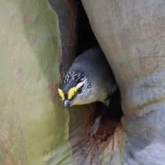 Pardalotus striatus at Kosciuszko National Park - suppressed