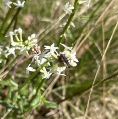 Stackhousia monogyna (Creamy Candles) at Brindabella, NSW - 11 Nov 2023 by JimL